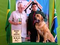 In Memorian - Fila Brasileiro Tigrado - Canil Singular - Podiuns
